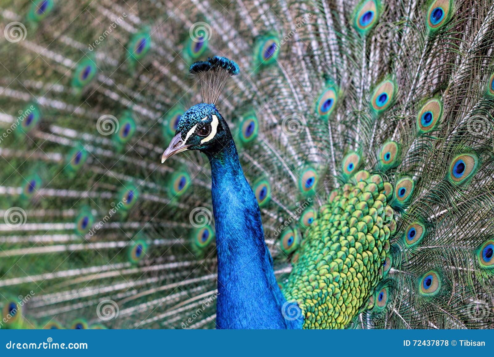 indian male peacock (pavo cristatus)